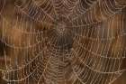 Morning Dew on Orb Spider Web Art Print